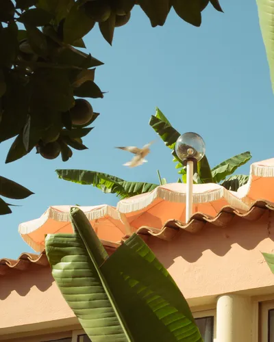 Terracotta Flight