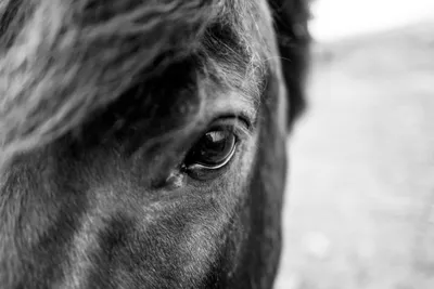 Ancient Gaze