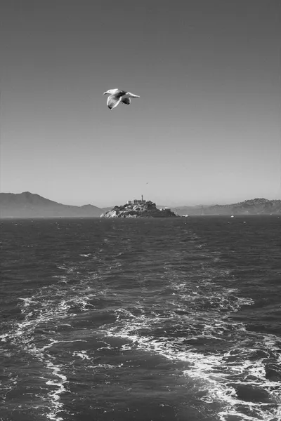 Free as the Bay